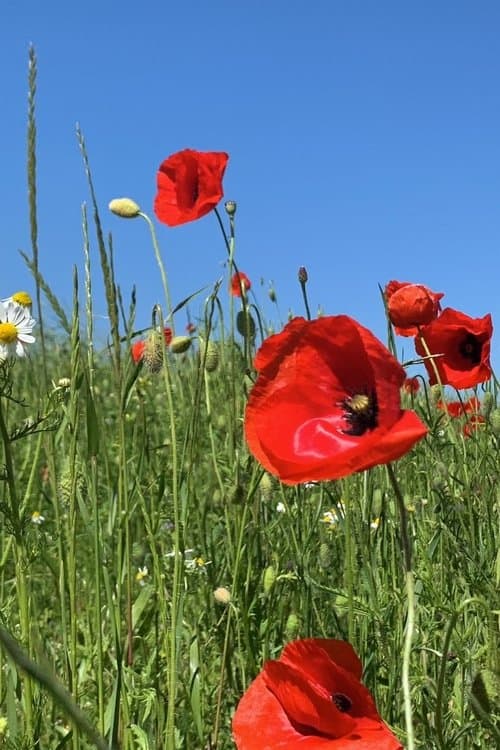 grass grows from the middle – thinking like grass
