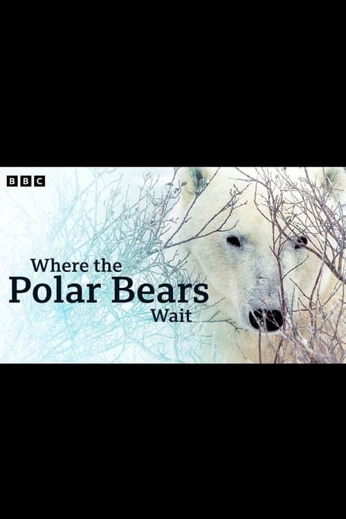 Where the Polar Bears Wait